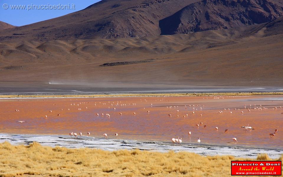 BOLIVIA 2 - Laguna Colorada - 18.jpg